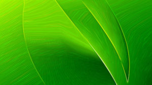 leaf